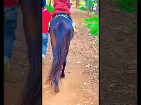 Little boy sister horse riding #fyp #viral #youtubeshorts #babyboy #girls #horse #animals #babygirl