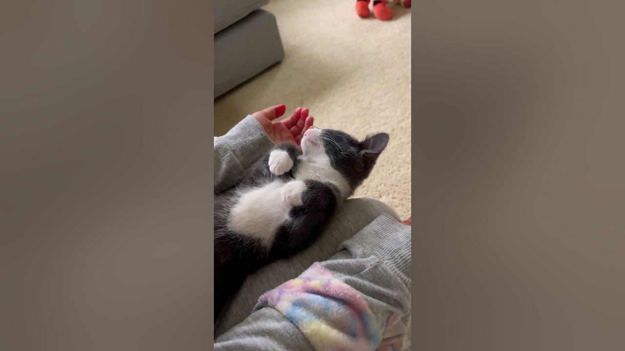 how-do-cats-die-this-cute-kitten-shows-us-how-he-is-trained-for