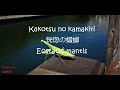 Ningen Isu / 人間椅子, Kōkotsu no kamakiri / 恍惚の蟷螂 / Ecstatic mantis /Восторженный богомол