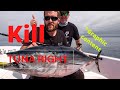 Warning Graphic! How to kill and care for your tuna catch with Iki Jimi technique