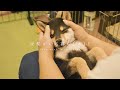 豆柴のナイトルーティン【Mameshiba's Night Routine】