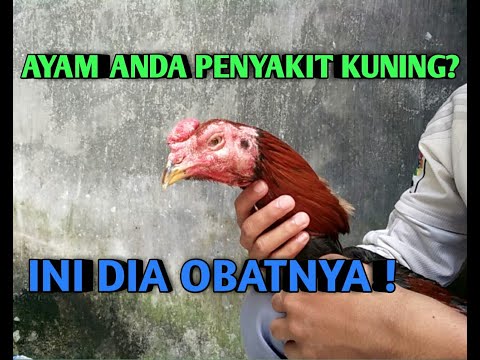 Cara Mengobati Penyakit Kuning Pada Ayam Bk - BISABO