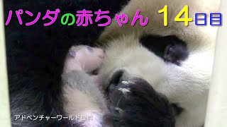 アドベンチャーワールド　パンダの赤ちゃん14日目