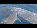 Tubarão Tigre em Fernando de Noronha