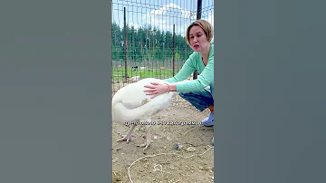ИНДЮКИ и ИНДЕЙКИ | Сколько весит взрослая индейка? #shorts #short #ферма #фермерство #птицы