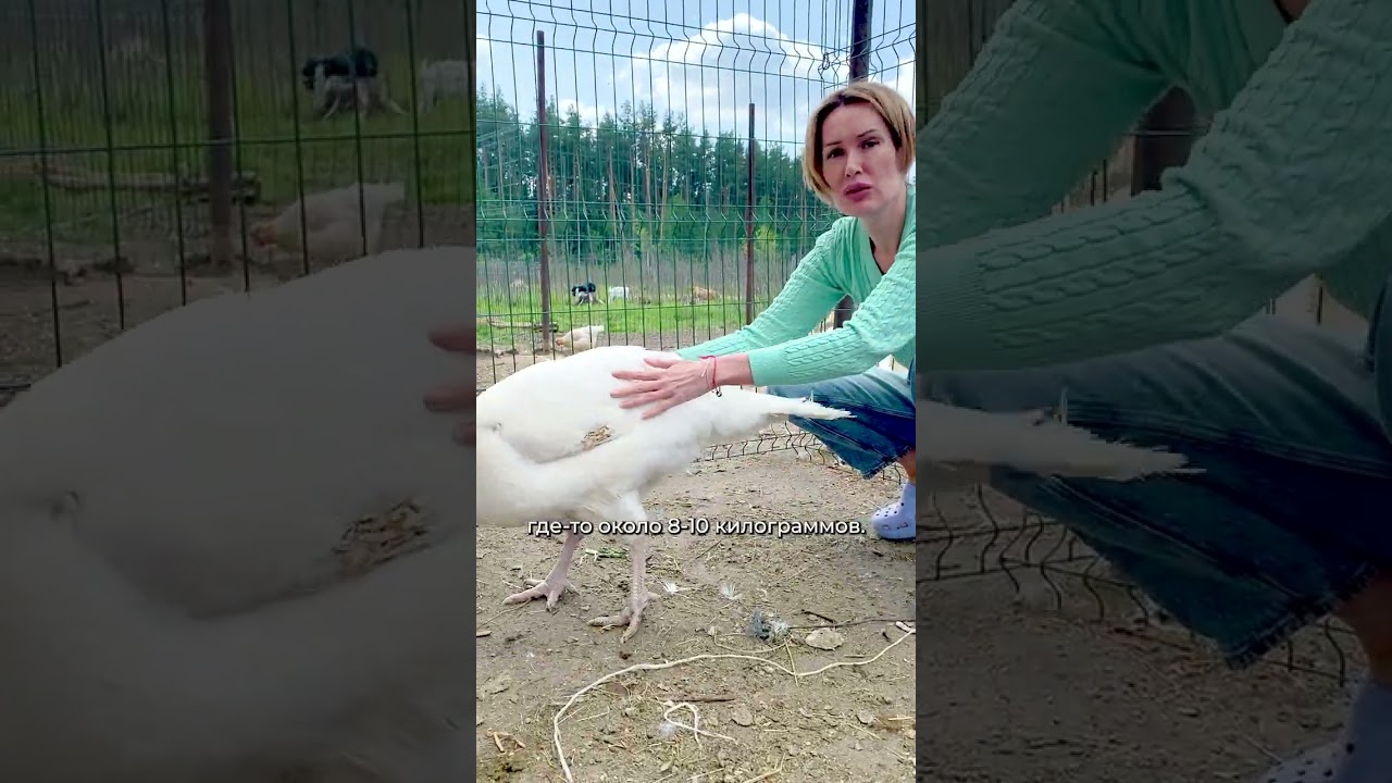 ИНДЮКИ и ИНДЕЙКИ | Сколько весит взрослая индейка? #shorts #short #ферма #фермерство #птицы