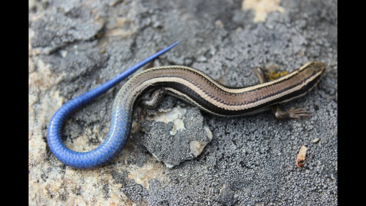 Herping Canada's Desert: Snakes and Lizards | Doovi