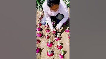 Farming Shorts Video #youtubeshorts #agricultural #vegetables #farming