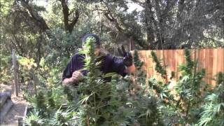 The Weed Nerd Episode #90Part2