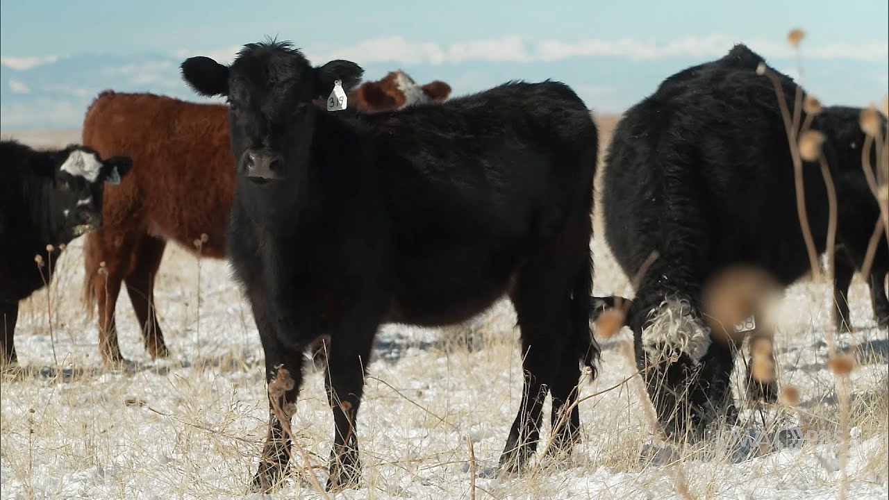 A look at a land lease program in Colorado that’s benefiting schools