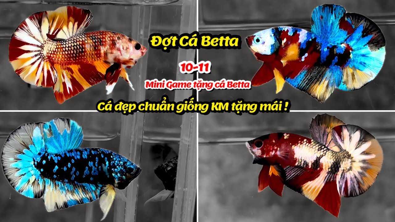 Đợt Cá Betta 10-11 Nemo Yellow Base, Metalic Multicolor Copper, Fancy Copper, Black Yellow Galaxy ! 