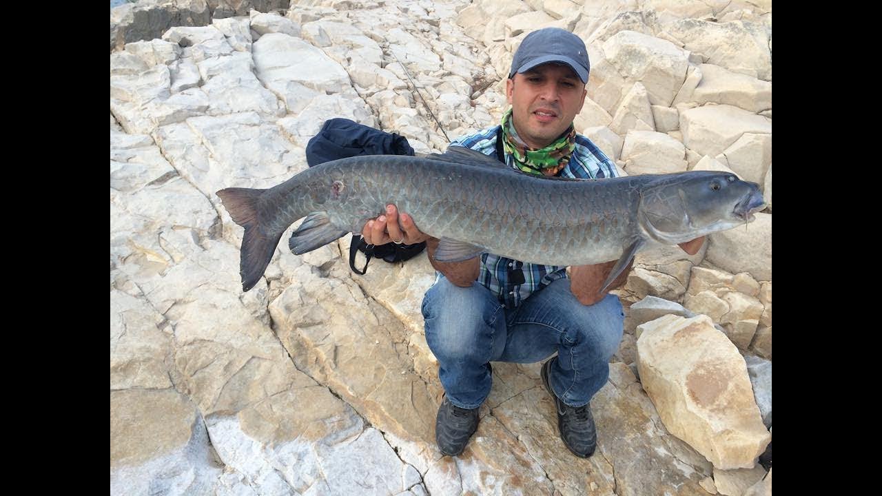 Atatürk Barajı Trofe Şabut Balığı Avı - 9 KG