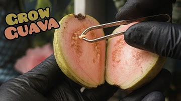 Plant Guava in Pot at Home 🌱 Secret Trick to Grow Guava Faster!