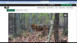 Webcam Red Wolves Charlotte, Jack & Family Wolf Conservation Center Google Chrome 2022 11 15