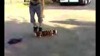 Flatland
