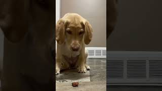 Training 4 months old Lab puppy how to be patient for treats! #labrador #labradorpuppy #puppies
