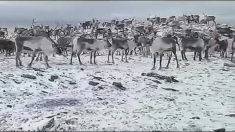The Sami reindeer Migration