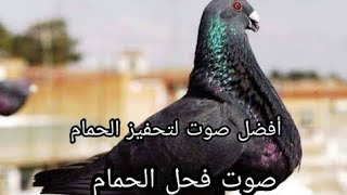 ٥ دقائق من صوت الحمام الزاجل  amazing voice Homing pigeon