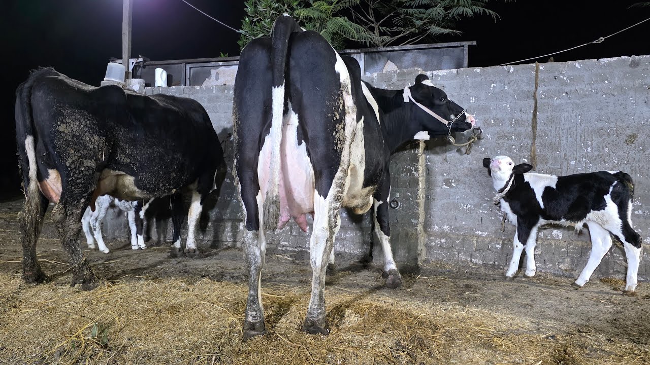 بترول اللبن وصل بمزرعه ابو ياسين بقر هولشتاين والد وخليط بروان من الممنوعات وبسعر حكايه