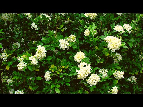 How to Care Murraya Paniculata Plant (Madhukamini Plant)