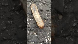 Shorts!#viralvideo #shorts #trending #worms #video #reels