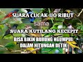 SUARA CUCAK IJO RIBUT sama SUARA KUTILANG KEJEPIT