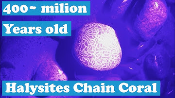 Found awesome Halysites chain coral fossil and tried to prep it with acid