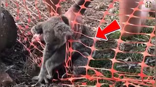 A Retired Man Rescues A Trapped Koala And Returns It To The Wild Safely.