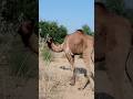 Camel kid eating tree in thar desert camelofthar camellife camel animals