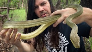 How To Handle Wild Pythons  Olive Pythons