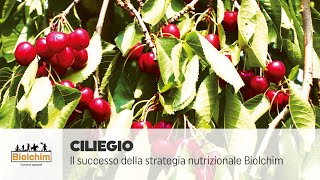 Il successo della strategia nutrizionale Biolchim su ciliegio