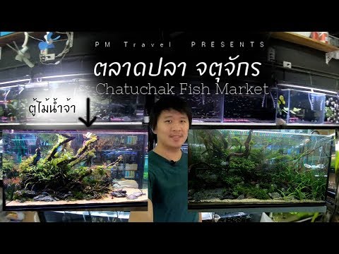 เดินดูตู้ไม้น้ำที่ ตลาดปลา จตุจักร | PM Travel