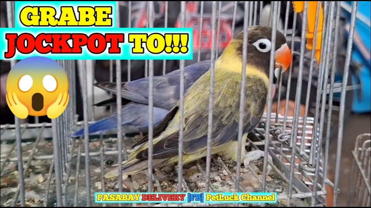 LOVEBIRDS SUPER SALE SA HULONG DUHAT MALABON