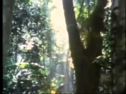 Bruce Cockburn - Si cae un rbol en el bosque lguie...