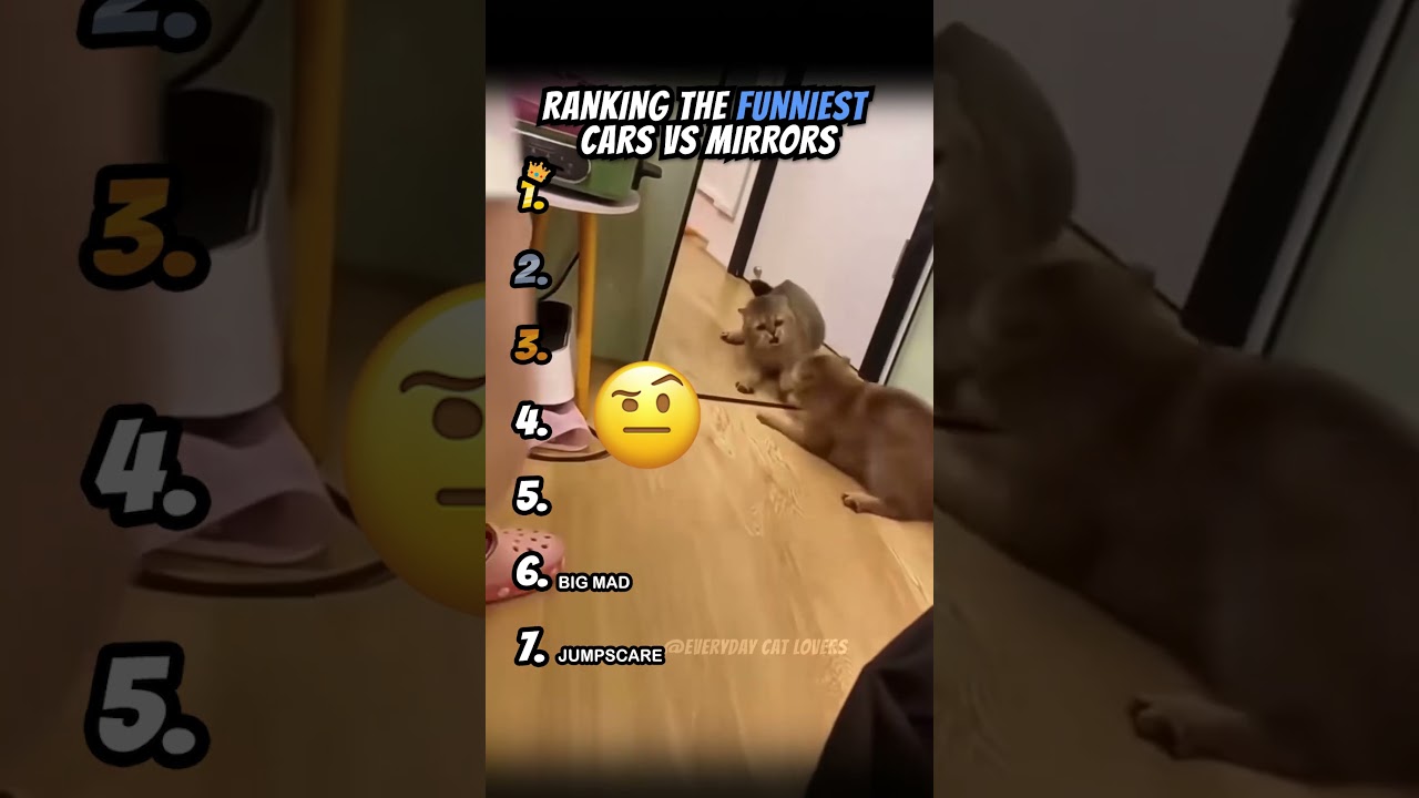 Ranking Funniest Cats Vs Mirrors Part 3 #cats #catvideo #shorts #ranking
