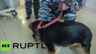 Подаренный Россией французским силовикам щенок Добрыня отправился в Париж