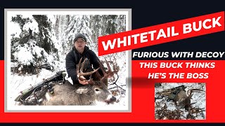 THIS BUCK THOUGHT HE WAS THE BOSS!