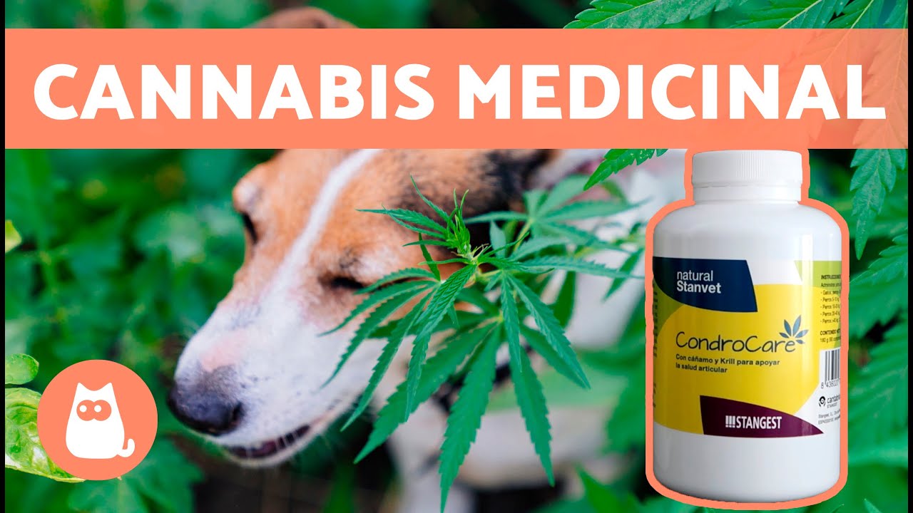 BENEFICIOS del CANNABIS para las ARTICULACIONES de Perros y Gatos 🐶🐱
