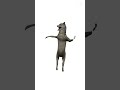 #capcut #memes #xd #wolf