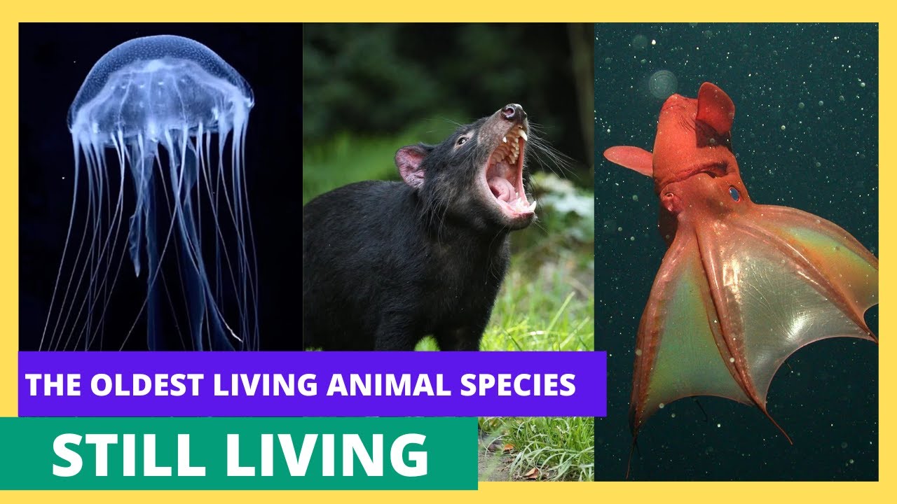 The Oldest Living Animals on Earth