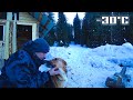 Life in a siberian forest with a dog at minus 30 degrees below zero  completed a stump sink