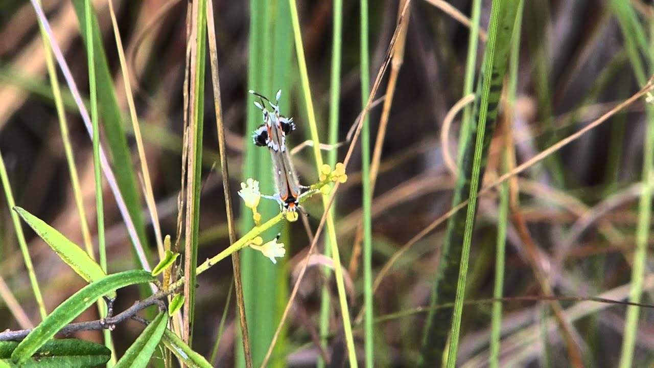 Bartram's Scrub  Hairstreak