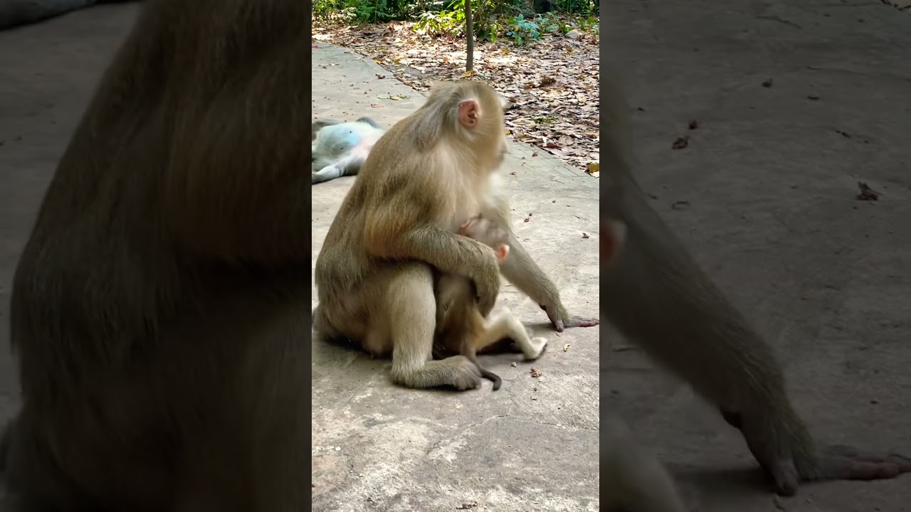Lovely baby monkey With mom monkey so cute 