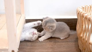 Piano kitten is playful, running around the house teasing his older siblings