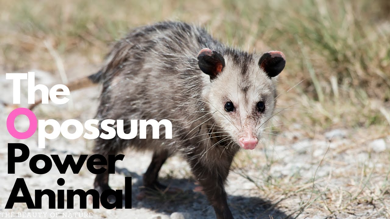 "The Opossum Power Animal Discovering the Symbolic Meaning and