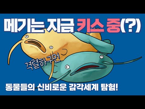 메기는 지금 키스 중? | 동물들의 신비한 초능력과 초감각 | 이토록 굉장한 세계