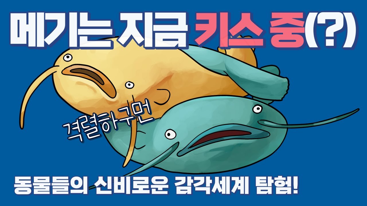 메기는 지금 키스 중? | 동물들의 신비한 초능력과 초감각 | 이토록 굉장한 세계