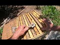 hive2 inspection (Edited) #beekeeping #bee #beekeeper #honey #apimaye #savethebees #bees