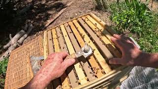 hive2 inspection (Edited) #beekeeping #bee #beekeeper #honey #apimaye #savethebees #bees