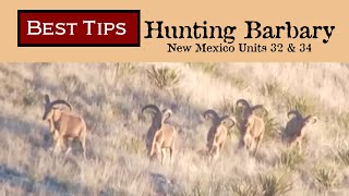 Best Tips For Hunting Barbary Sheep In New Mexico - Units 32 & 34